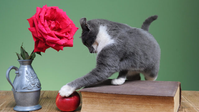 Γιατί η γάτα σας απολαμβάνει να ρίχνει πράγματα κάτω ενώ σας κοιτάζει