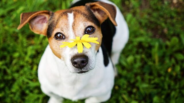 Σημαντικά tips για να βοηθήσετε τον σκύλο σας με τις αλλεργίες του