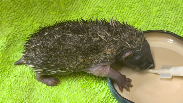 Διασώθηκε μωρό σκαντζοχοιράκι που βρέθηκε μόνο του- Πώς μπορείτε να το βοηθήσετε