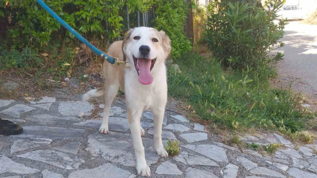 Η μικρή Χάιντι είναι ένα σκυλάκι που κλέβει καρδιές- Ψάχνει ένα μόνιμο σπίτι να ζήσει ευτυχισμένη