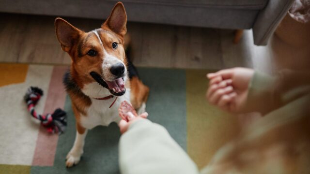 Τα φαγητά που μπορείτε να μοιράζεστε με τον σκύλο σας – Και αυτά που δεν πρέπει να του δώσετε ποτέ