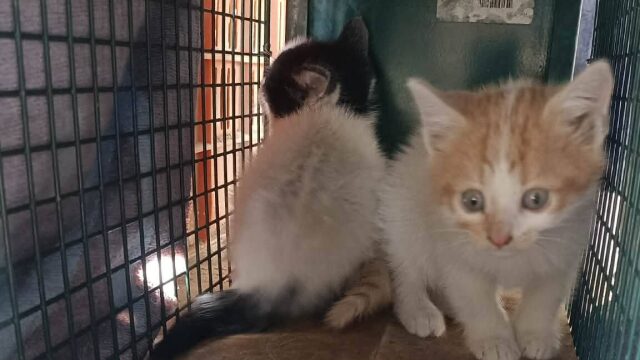 Γατάκια διασώθηκαν από φρεάτιο 10 μέτρων στον Άλιμο – Αναζητούν το παντοτινό τους σπίτι