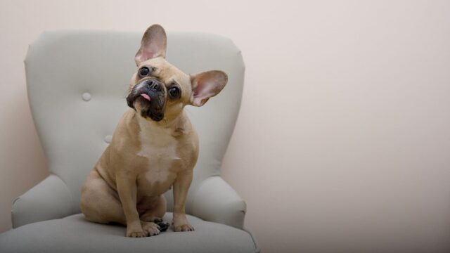 Γιατί οι σκύλοι μπορούν να αναγνωρίσουν το πρόσωπό μας ενώ οι γάτες όχι; Ο ενδιαφέρων λόγος που συμβαίνει αυτό