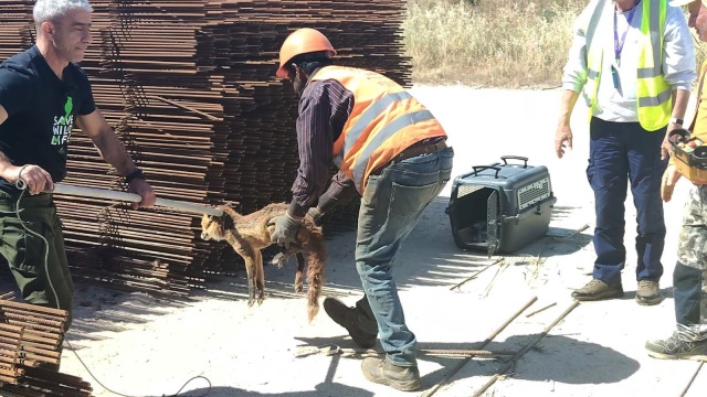 Νεαρή αλεπού διασώθηκε στο Ελληνικό μετά από μια δύσκολη επιχείρηση