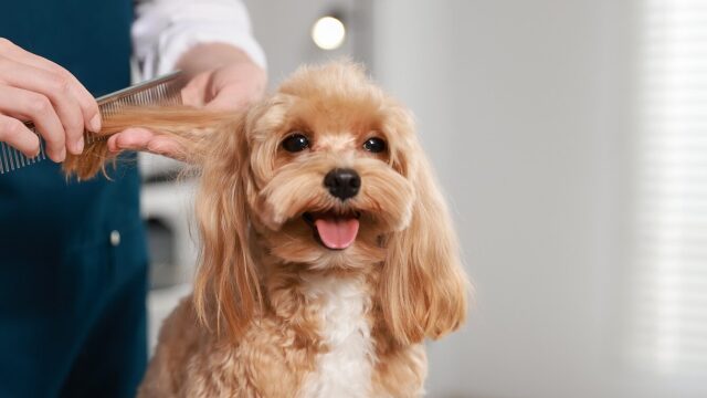 Grooming την άνοιξη: Τι χρειάζεται πραγματικά ο σκύλος σας