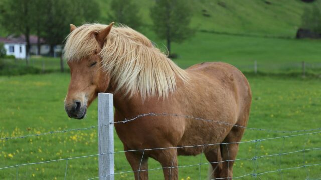 7 γνωστά ζώα που μπορούν και κοιμούνται όρθια