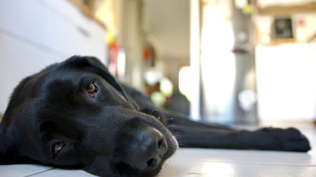 Τι μπορεί να προκαλέσει λιποθυμία στους σκύλους- Οι κινήσεις που πρέπει να κάνουμε