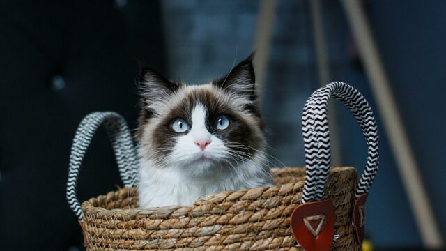 Ποια γάτα σας ταιριάζει αναλόγως το ζώδιό σας