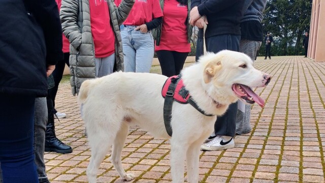 Μια μέρα σε ένα καταφύγιο αδέσποτων Ζώων στο Κορωπί