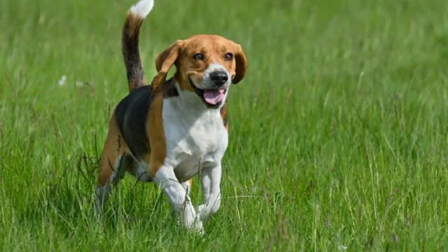 Διέσωσαν 1500 Beagles που προορίζονταν για πειράματα- Βγήκαν και άρχισαν τα παιχνίδια