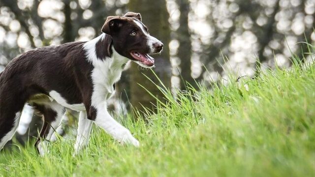 Λεϊσμανίωση (Canine Leishmaniosis) στους σκύλους: Τι πρέπει να γνωρίζουν οι κηδεμόνες στην Ελλάδα