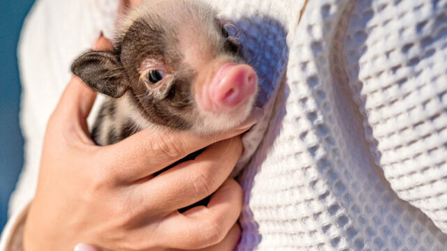 Teacup pigs: Τι απέγιναν τα γουρουνάκια «τσέπης» που αγόραζε ο κόσμος ως κατοικίδια
