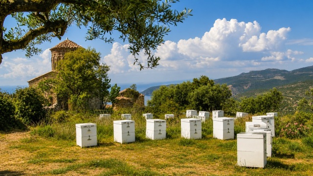 Φυσαλίδες, κρυστάλλωση, ξινή γεύση: Ο σομελιέ μελιού Σπύρος Σκαρέας εξηγεί τι πρέπει να προσέχουμε