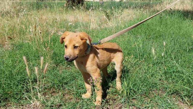 Ο Μπόμπος είναι το πιο γλυκό κουταβάκι του κόσμου- Διασώθηκε και ψάχνει ένα σπίτι