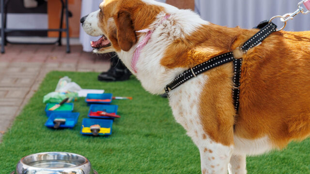 A Day With My Pet στον Δήμο Παλλήνης: Τι θα δούμε στην 5η γιορτή του topetmou.gr για τα αγαπημένα μας κατοικίδια