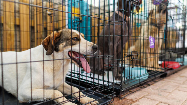 27η Ημέρα Υιοθεσίας Pet City: Ελάτε όλοι στον Γέρακα για να συναντήσετε το επόμενο ζωάκι σας