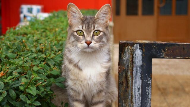 5 απίστευτα πράγματα για τον εγκέφαλο της γάτας που λίγοι γνωρίζουν
