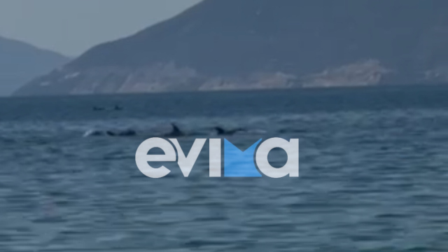 Εντυπωσιακό βίντεο από την Εύβοια με κοπάδι δελφινιών δίπλα σε λουόμενους
