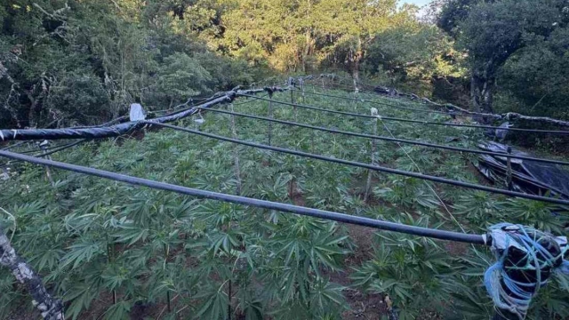 Εντοπίστηκε χασισοφυτεία με 4.000 δενδρύλλια σε χωριό της Λαμίας, τρεις συλλήψεις μετά την έφοδο της ΕΛΑΣ
