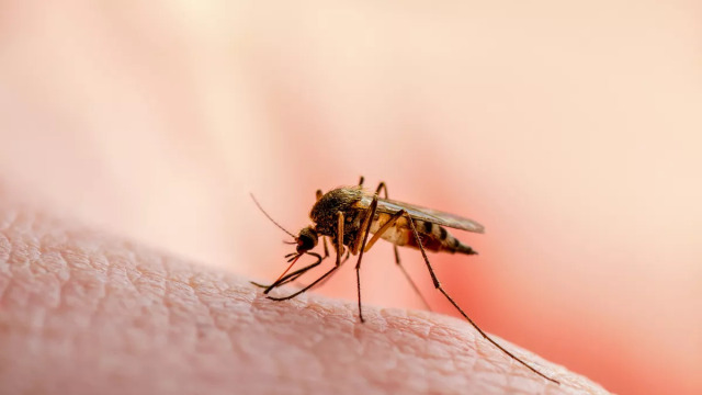 Ιός Δυτικού Νείλου: Γιατί είναι στο επίκεντρο η Αττική, τι λένε οι επιστήμονες