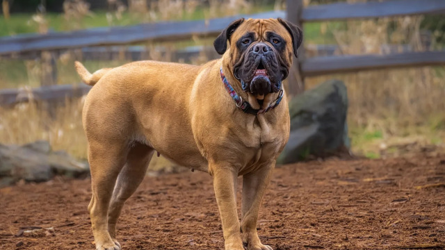 Bullmastiff: Προστατευτικοί και με ευαίσθητη καρδιά- Τι συνδέει τη φυλή με τον Sylvester Stalone
