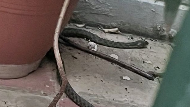 Φίδι έκανε... βόλτες ανάμεσα σε γλάστρες στα Εξάρχεια, δείτε φωτογραφίες