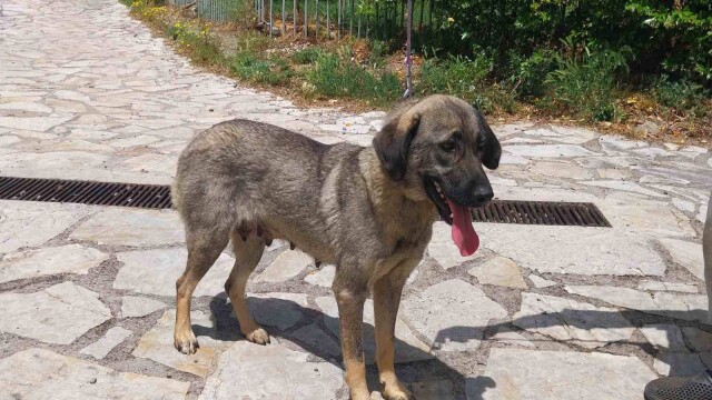 Η γλυκιά Φένια βρέθηκε παρατημένη σε βουνό- Διασώθηκε και ψάχνει ένα μόνιμο σπίτι