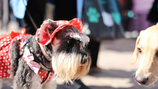 Η Πάτρα γιόρτασε την αγάπη για τα ζώα στο «A Day With My Pet» από το topetmou.gr