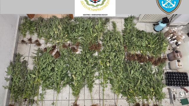 Εντοπίστηκαν 79 δενδρύλλια κάνναβης στη Μακρινίτσα, αναζητούνται οι δράστες, δείτε φωτογραφίες