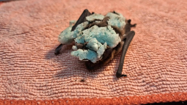 9 νυχτερίδες εντοπίστηκαν σε κάδο απορριμμάτων στη Θεσσαλονίκη