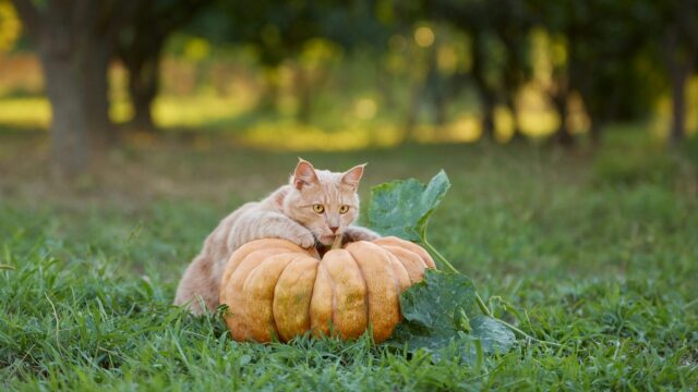 Το απόλυτο κουίζ για cat lovers- Δείτε αν ξέρετε τις γάτες τόσο καλά όσο νομίζετε