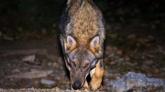 Λύκοι σε πόλεις και παραλίες: «Δεν πρέπει να περιμένουμε να τραυματιστεί άνθρωπος για να επέμβουμε», προειδοποιεί καθηγητής