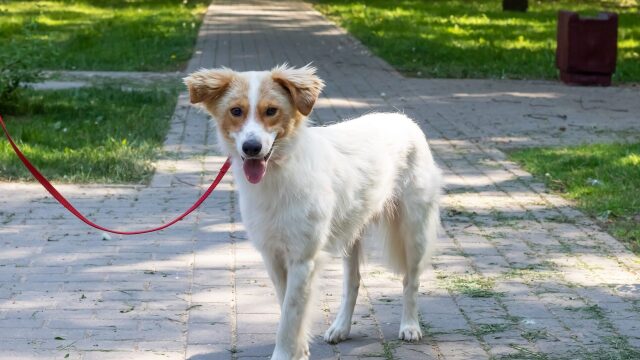 Αυτό είναι το πιο σημαντικό πράγμα που πρέπει να κάνετε στη βόλτα με τον σκύλο σας