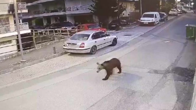 Γρεβενά: Αρκούδα κάνει βόλτες στο κέντρο της πόλης - Δείτε βίντεο
