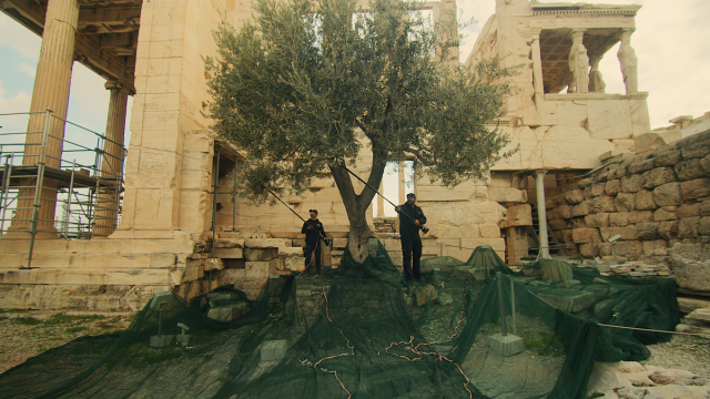 Λιομάζωμα από τους ελαιώνες της Μεσσηνίας μέχρι την Ακρόπολη