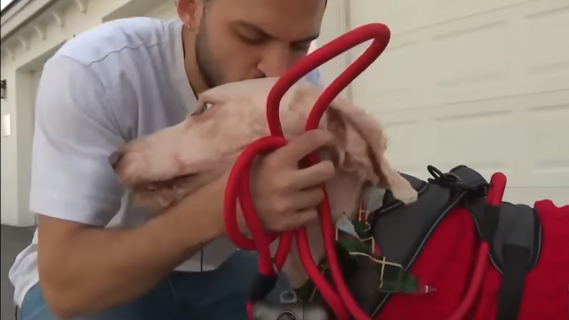 Πώς ένα θλιβερό βίντεο εγκατάλειψης σκύλου οδήγησε στο πιο γλυκό happy end