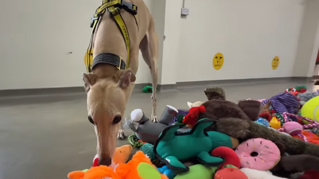 Συγκινητικό βίντεο: Η Secret Santa έκπληξη σε αδέσποτους σκύλους σε καταφύγιο