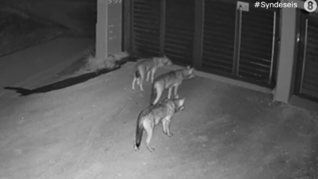 Λύκοι έφτασαν μέχρι την πόρτα σπιτιού στο Πανόραμα, δείτε βίντεο