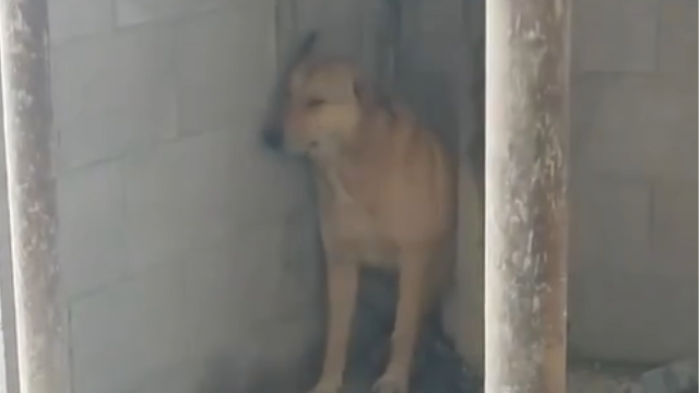 Η συγκλονιστική αντίδραση ενός σκύλου όταν ακούει τις σειρήνες του πολέμου. Δείτε το βίντεο