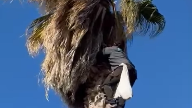 Video με τη στιγμή της επικίνδυνης διάσωσης μιας γάτας στην Πάρο – Ήταν παγιδευμένη για 10 μέρες πάνω σε φοίνικα