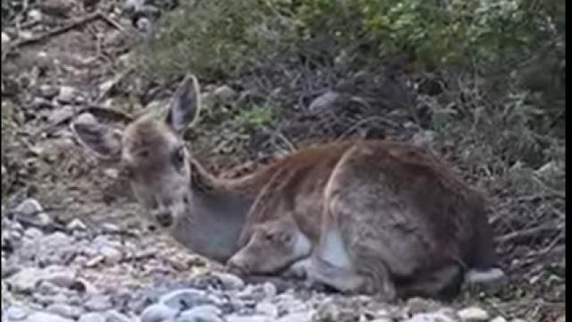 Η στιγμή που μια τυφλή ελαφίνα διασώζεται από παγωμένο ποτάμι στη Ρόδο