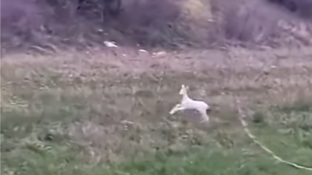 Σπάνιο θέαμα: Λευκά ζαρκάδια εμφανίστηκαν στην Ημαθία