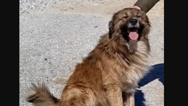 Οργή στην Ελασσόνα για τη δολοφονία με φόλα σκυλιών που φρόντιζαν εκπαιδευτικοί και μαθητές