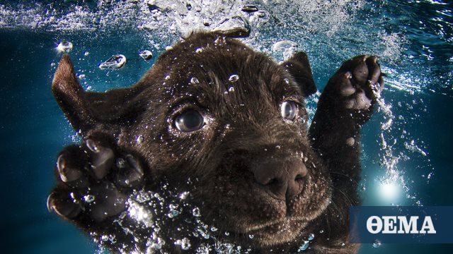 Φωτογράφος μαθαίνει σε 1500 κουταβάκια να κολυμπούν