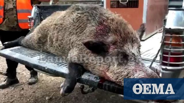 Αταλάντη: Σκότωσαν αγριογούρουνο που ζύγιζε 200 κιλά!