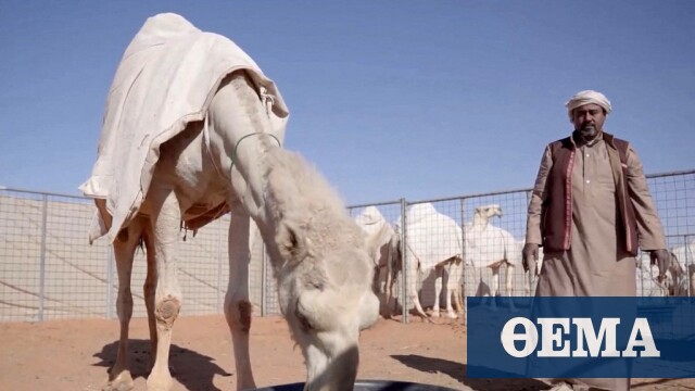 Ένα «ξενοδοχείο» για… καμήλες στη μέση της ερήμου