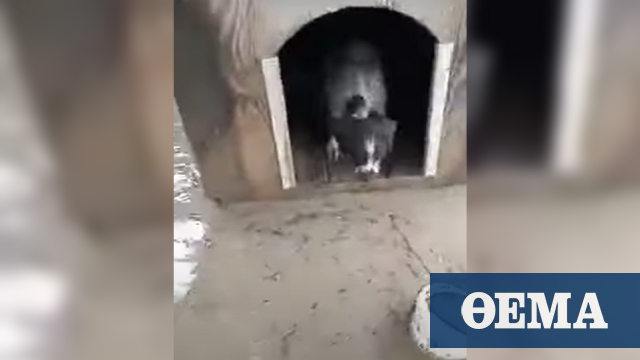 Βολεϊμπολίστας έσωσε τον σκύλο του από το πλημμυρισμένο σπίτι του στην Ορεστιάδα