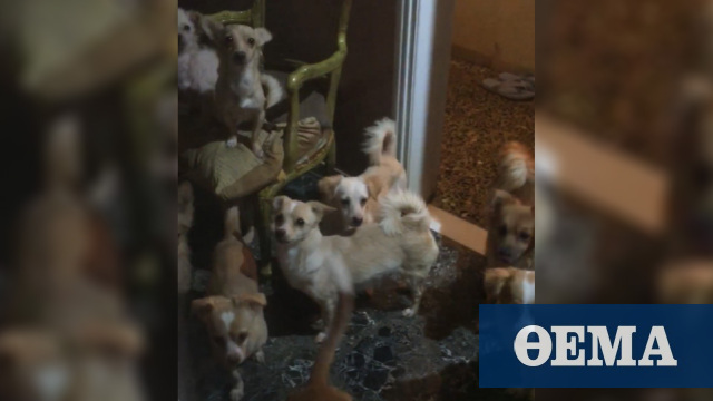 Θεσσαλονίκη: Διαμέρισμα-«υγειονομική βόμβα» – 16 σκυλιά σε άθλιες συνθήκες υγιεινής