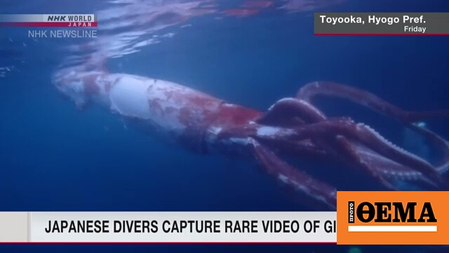 Japanese divers recorded their encounter with a giant squid