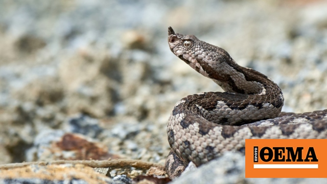 He went to put on his shoes and the snake bit him – I didn’t realize it was a snake, says the 50-year-old